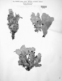 Peltigera canina image